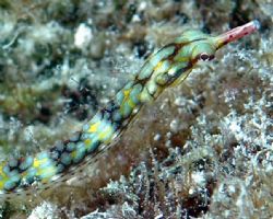 Pipefish captured in Bora Bora using Nikon D70 in availab... by Tom Blackburn 